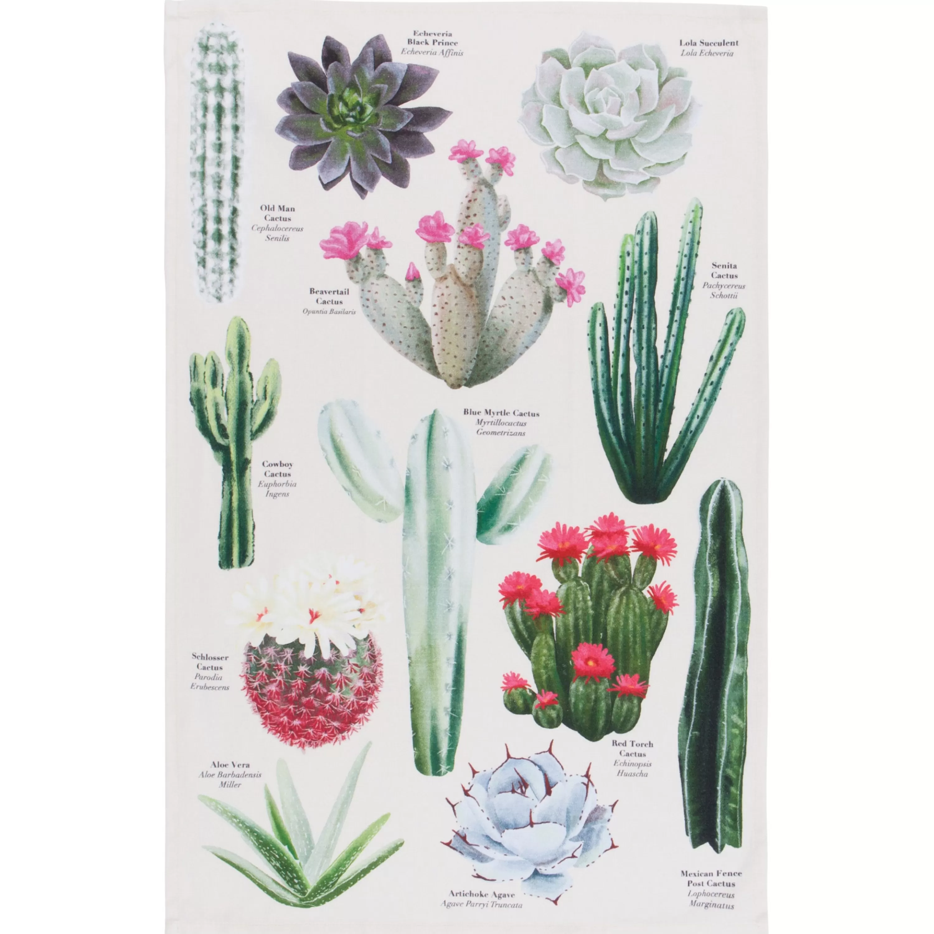 Discount Danica Botanical Cacti Tea Towel